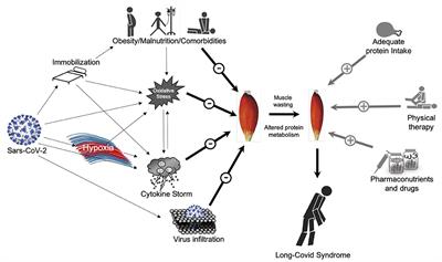 Skeletal Muscle in Hypoxia and Inflammation: Insights on the COVID-19 Pandemic